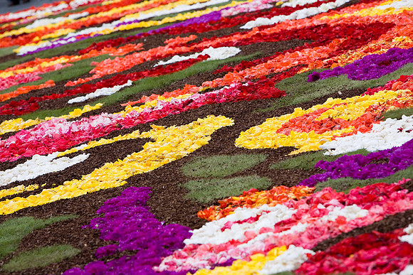 Flower carpet, Grand Place, Brussels