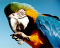 Animals / Animaux