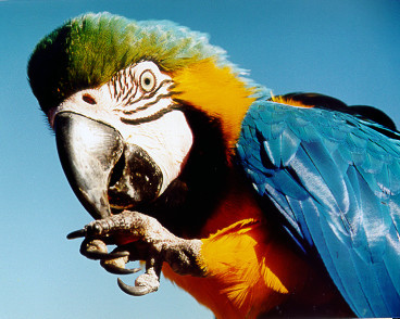 Macaw, Taronga Zoo, Sydney