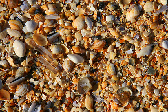 Seashells,              Belgium
