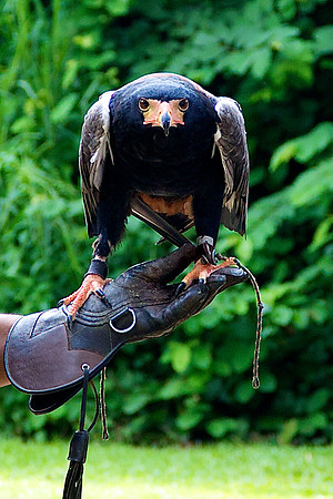 Singapore Zoo