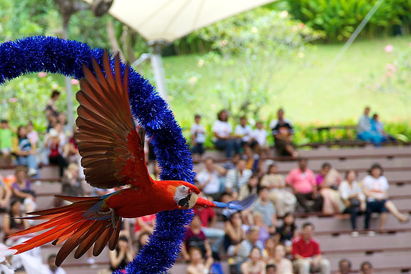 Singapore Zoo