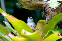 Orchid Gardens, Singapore