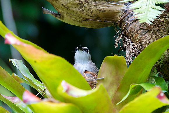 Orchid Gardens, Singapore
