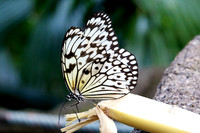 Singapore Zoo