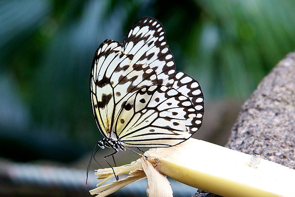 Singapore Zoo