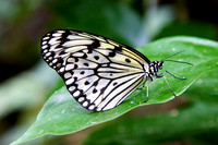 Singapore Zoo
