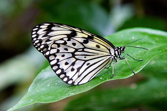 Singapore Zoo