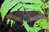 Butterfly House, Sentosa Island, Singapore