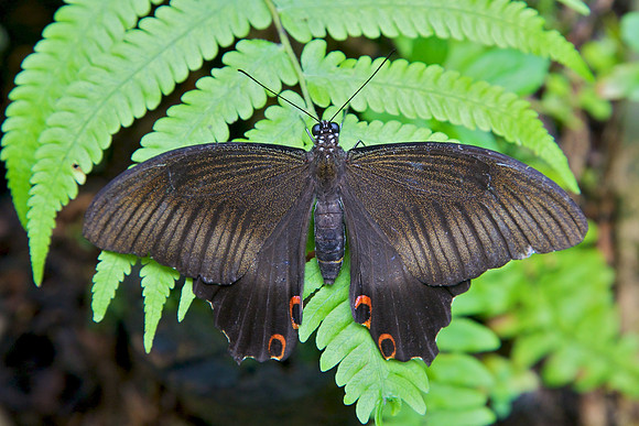 Butterfly House, Sentosa Island, Singapore