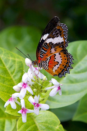 Butterfly House, Sentosa Island, Singapore