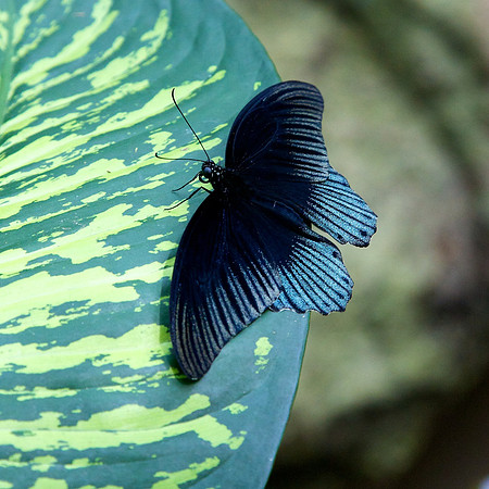 Butterfly House, Sentosa Island, Singapore