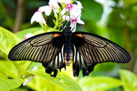 Butterfly House, Sentosa Island, Singapore