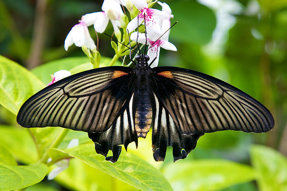 Butterfly House, Sentosa Island, Singapore