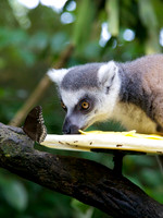 Singapore Zoo