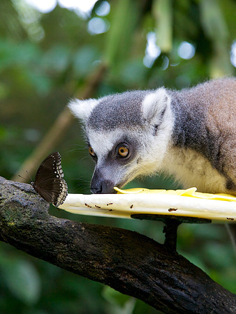 Singapore Zoo