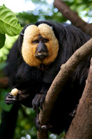 Singapore Zoo