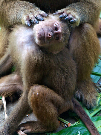 Singapore Zoo