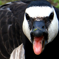 Duck, Helsinki