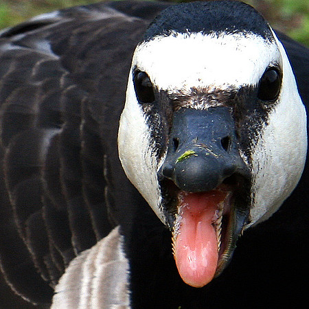 Duck, Helsinki