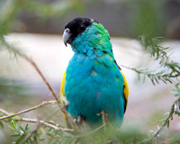 Kalbarri Bird Park, Western Australia