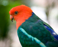 Kalbarri Bird Park, Western Australia