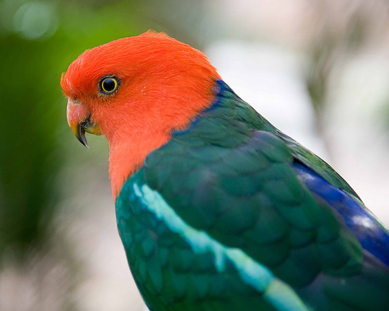 Kalbarri Bird Park, Western Australia