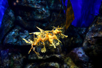 Leafy seadragon, Western Australia