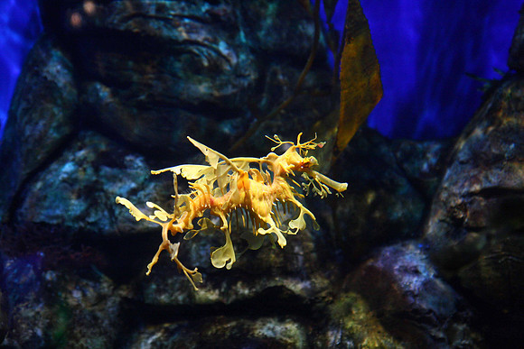 Leafy seadragon, Western Australia