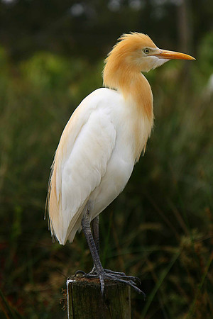 Kalbarri Bird Park, Western Australia