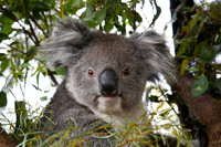 Koala Bear