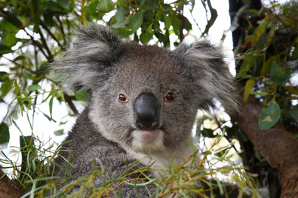 Koala Bear