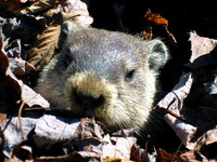 Marmotte, Québec