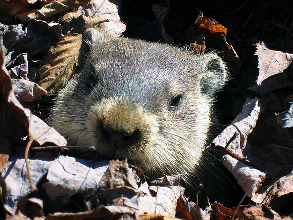 Marmotte, Québec