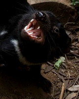 Tasmanian devil