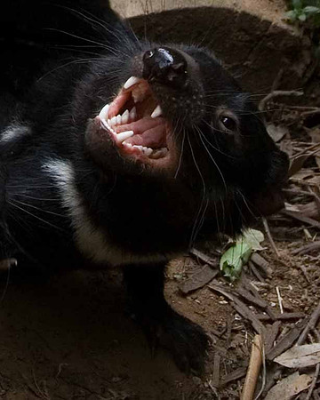 Tasmanian devil