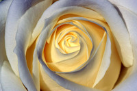 Favourite rose, Brussels