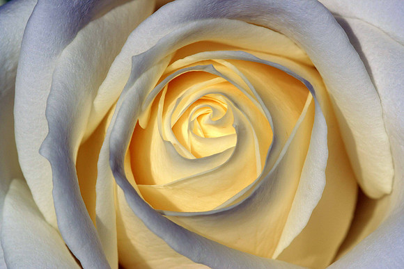 Favourite rose, Brussels