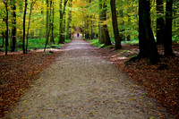 Fôret de Soignes,   Belgium