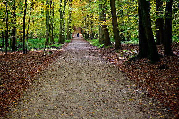 Fôret de Soignes,   Belgium