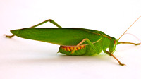 Grasshopper, Perth