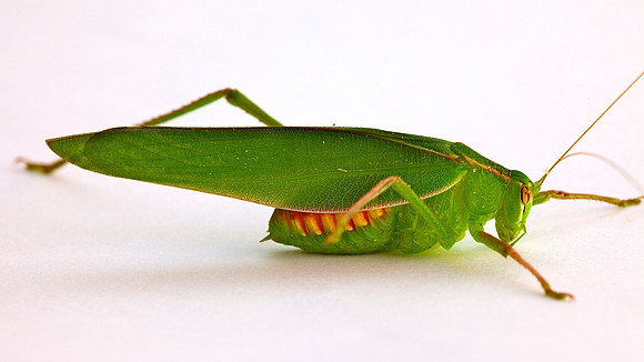 Grasshopper, Perth