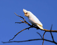 Corella, Perth