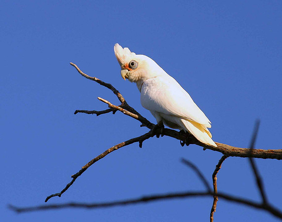Corella, Perth
